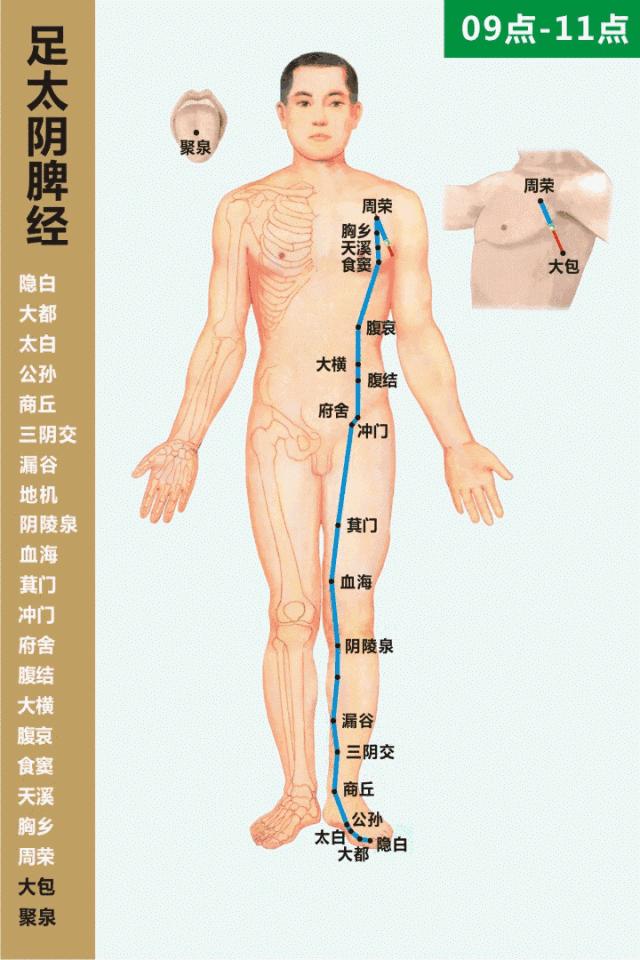 正版中国人体研究新发现，探索人体美与健康的和谐融合